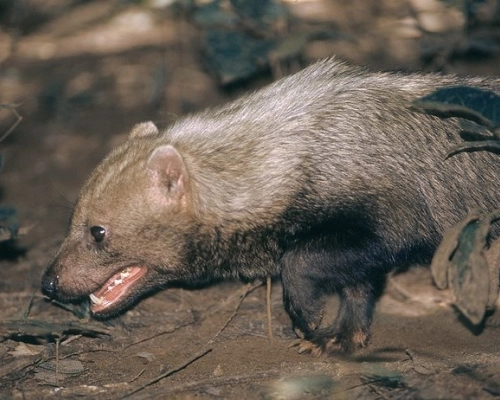 Raro cachorro-vinagre é visto e registrado nas áreas naturais da região do Sesc Pantanal em MT