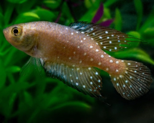 Nova espécie de peixe-das-nuvens é uma nova descoberta no Pantanal